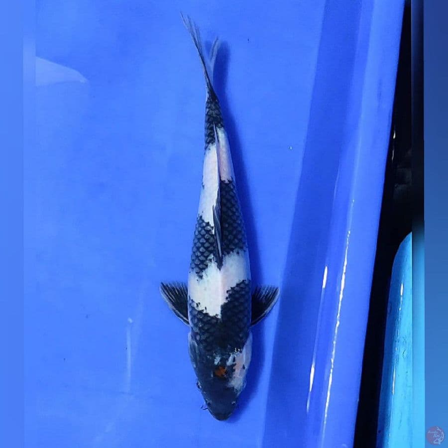 SHIRO UTSURI 27CM/F lolos karantina sejak 29/01/23