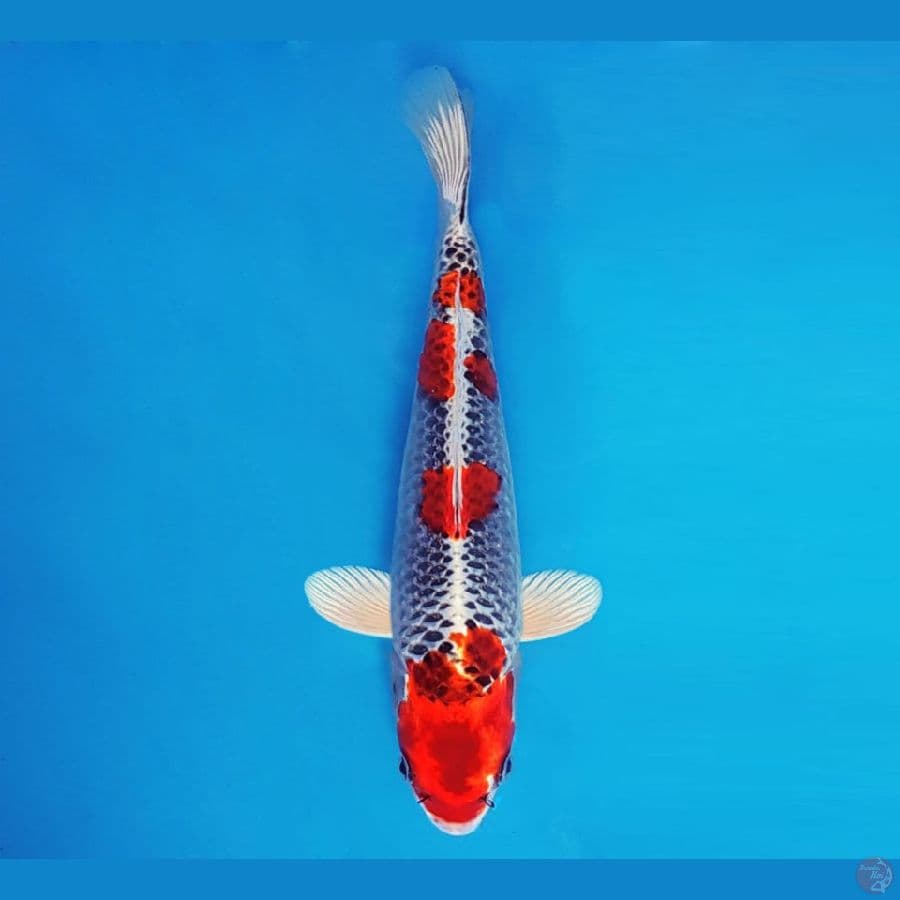 SABURO 5 - Kujaku 25 cm/male ®