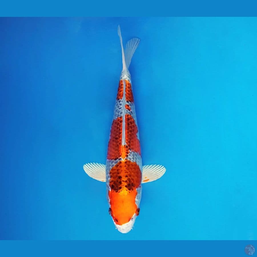 SABURO 7 - Kujaku 31 cm/fm ®
