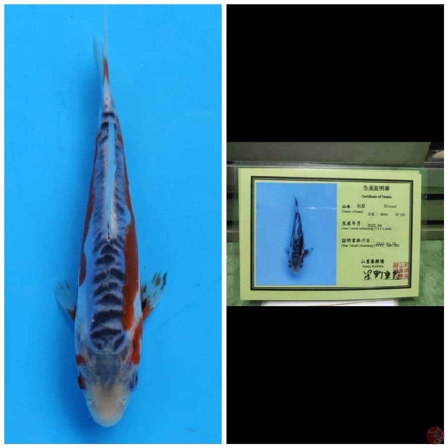 Yamaju Shusui 