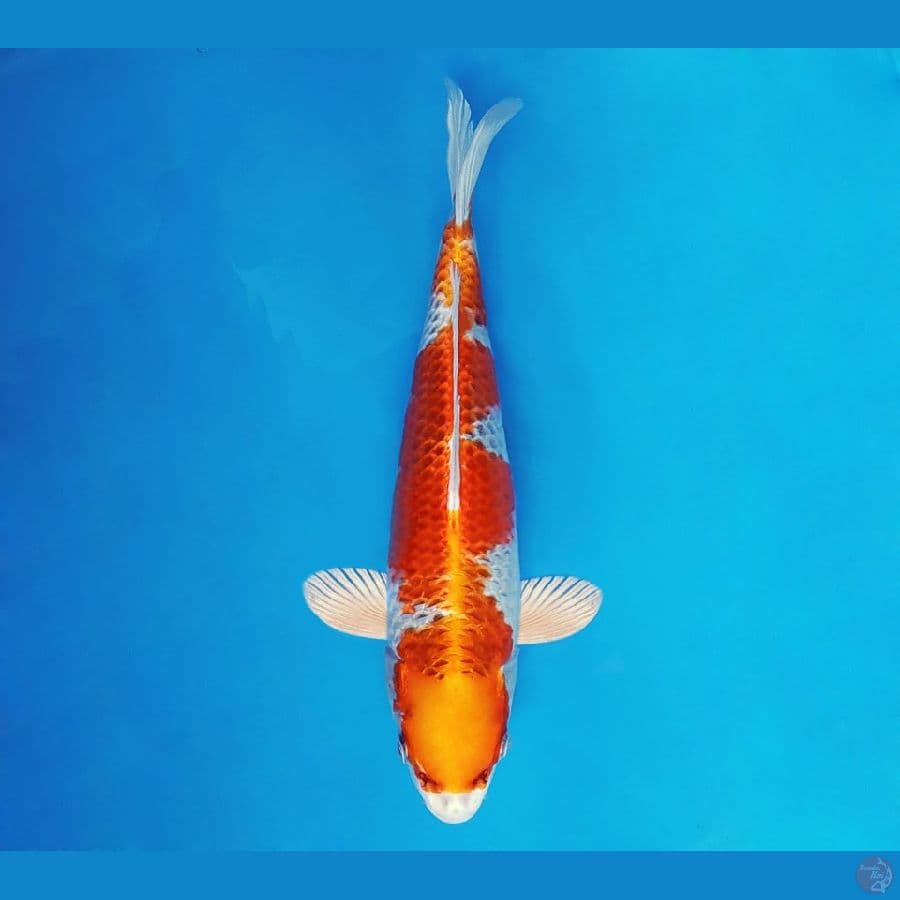 SABURO 10 - Kujaku 33 cm/male ®