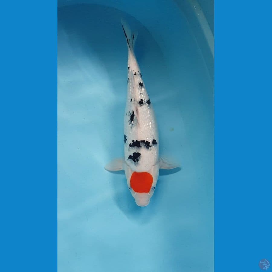 TANCO SANKE GINRIN 40cm