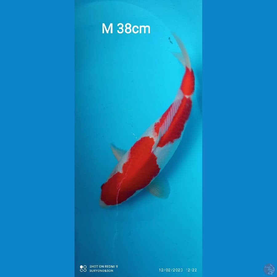 Kohaku HQ Male 38cm