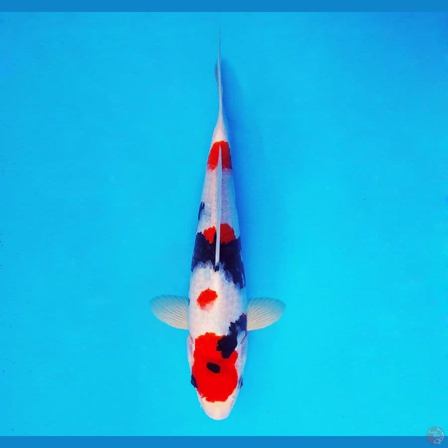 SABURO 13 - Kindai Showa 23 cm/male ®