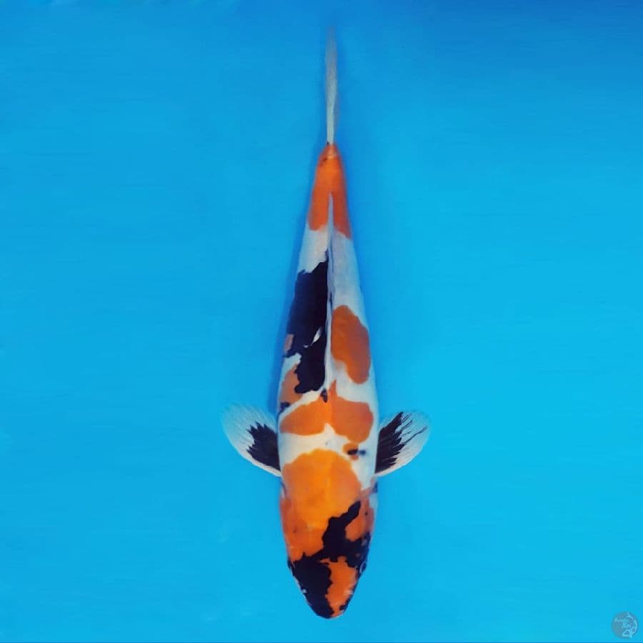 SABURO 15 - Ki Showa Doitsu 36 cm/male ®