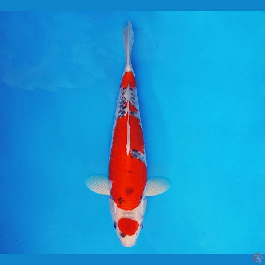 SABURO 16 - Maruten Goshiki 33 cm/male ®