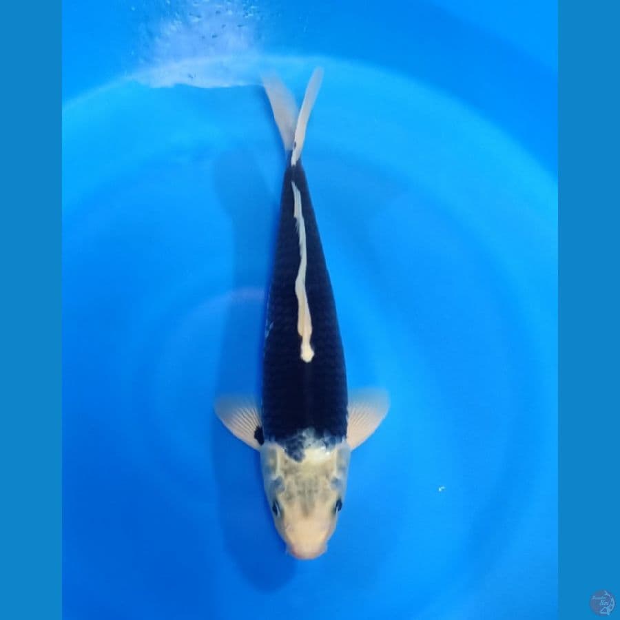 MATSUKAWABAKE 40CM MALE 