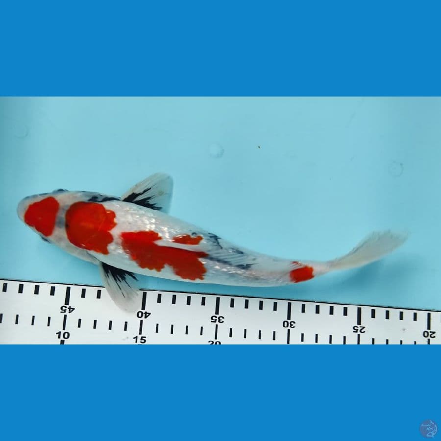 25cm showa