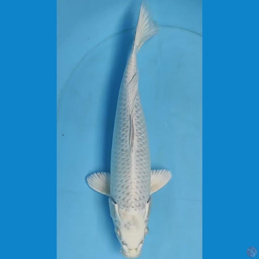 mukasi 40cm