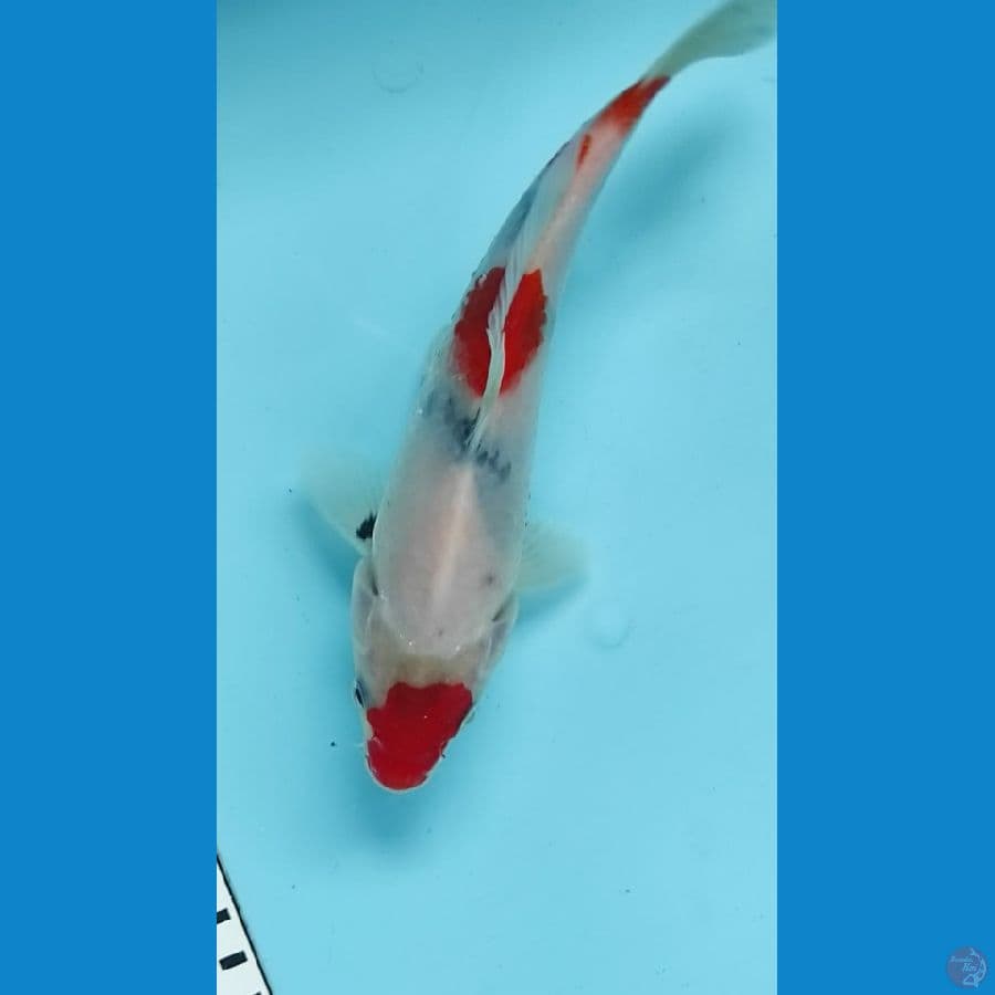 20cm showa