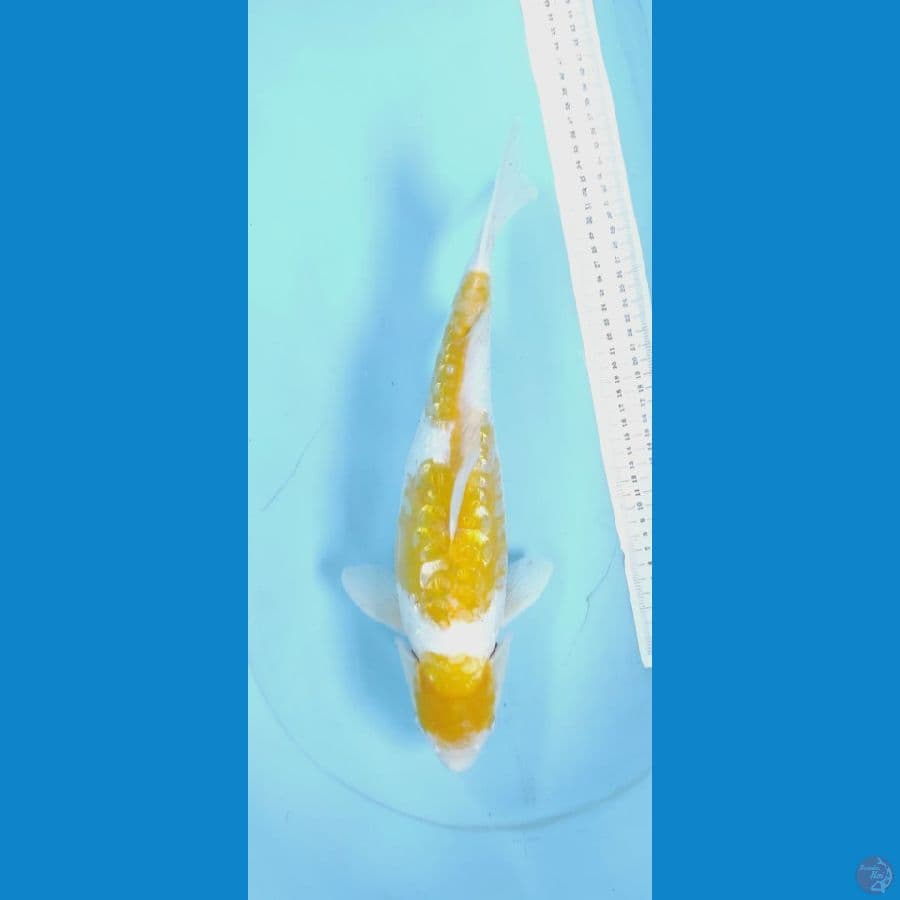 inazoma 41cm hariwake