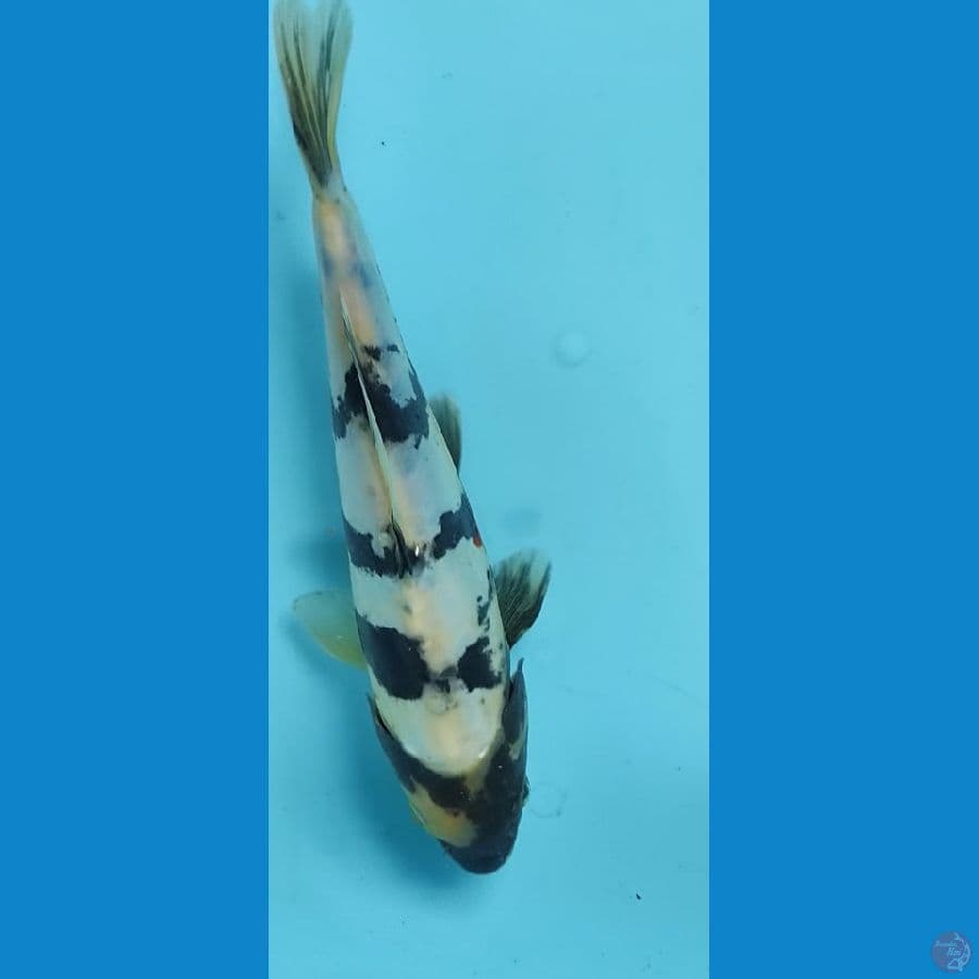 shiro doitsu 24cm