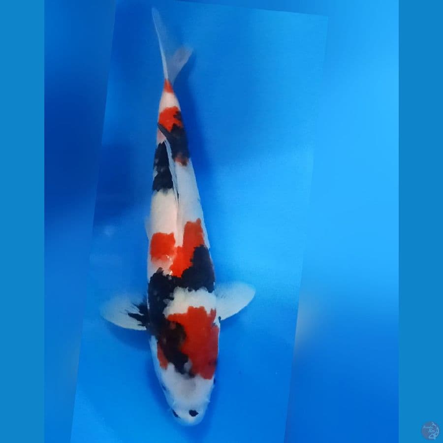 Kindai showa 33cm . oryginal 