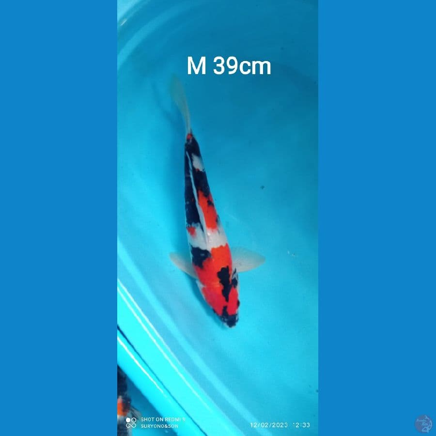 Showa Super HQ Male 39cm