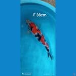 Showa HQ F 38cm