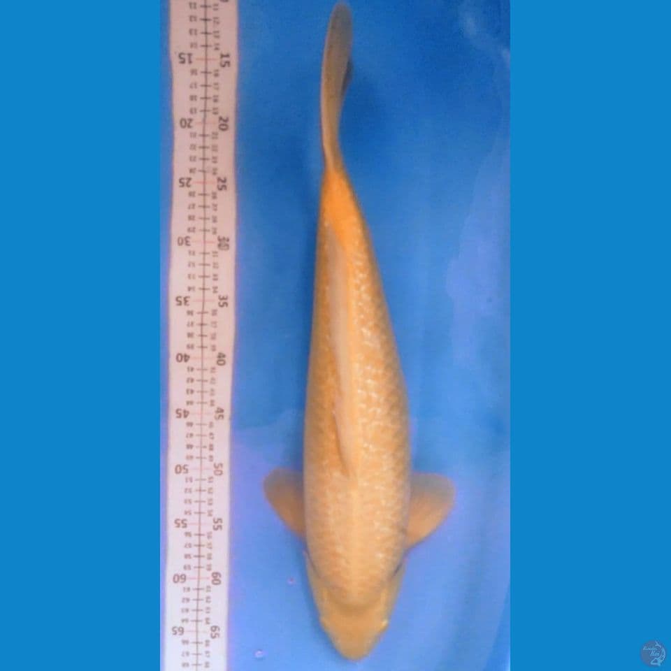 Karasi ginrin punuk 53cm