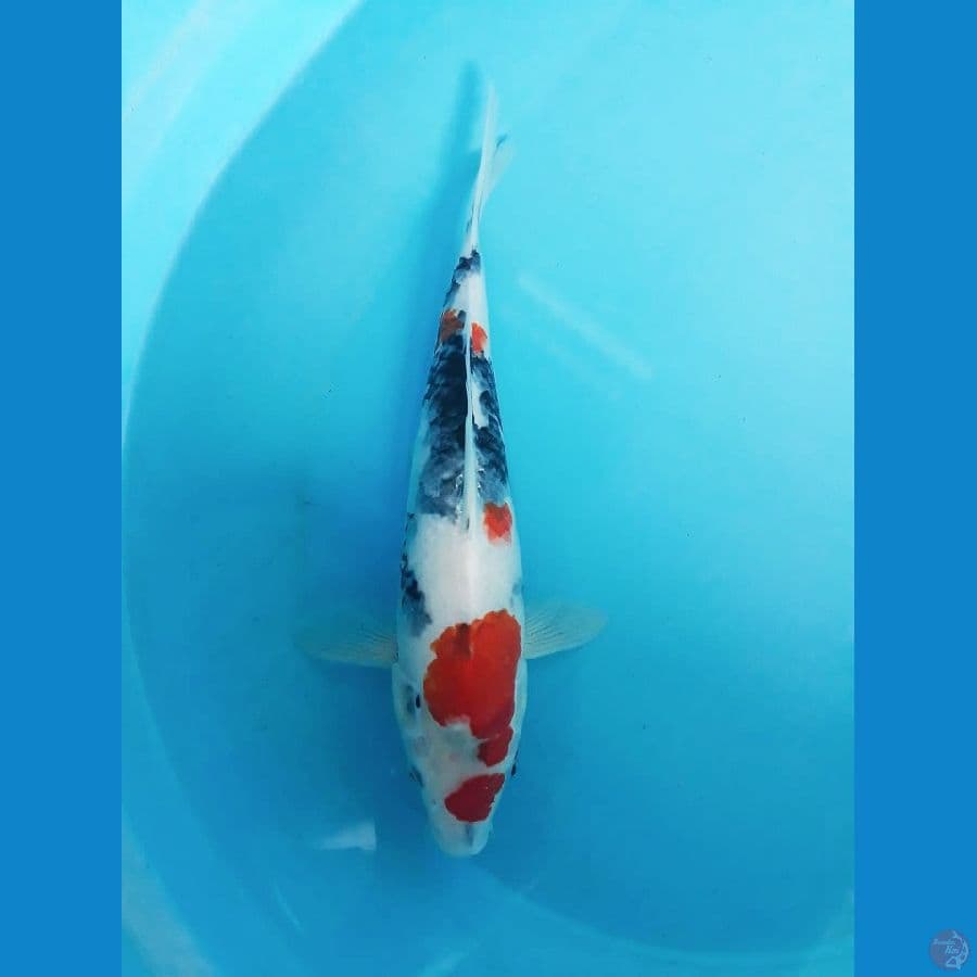 KINDAI SHOWA 29cm