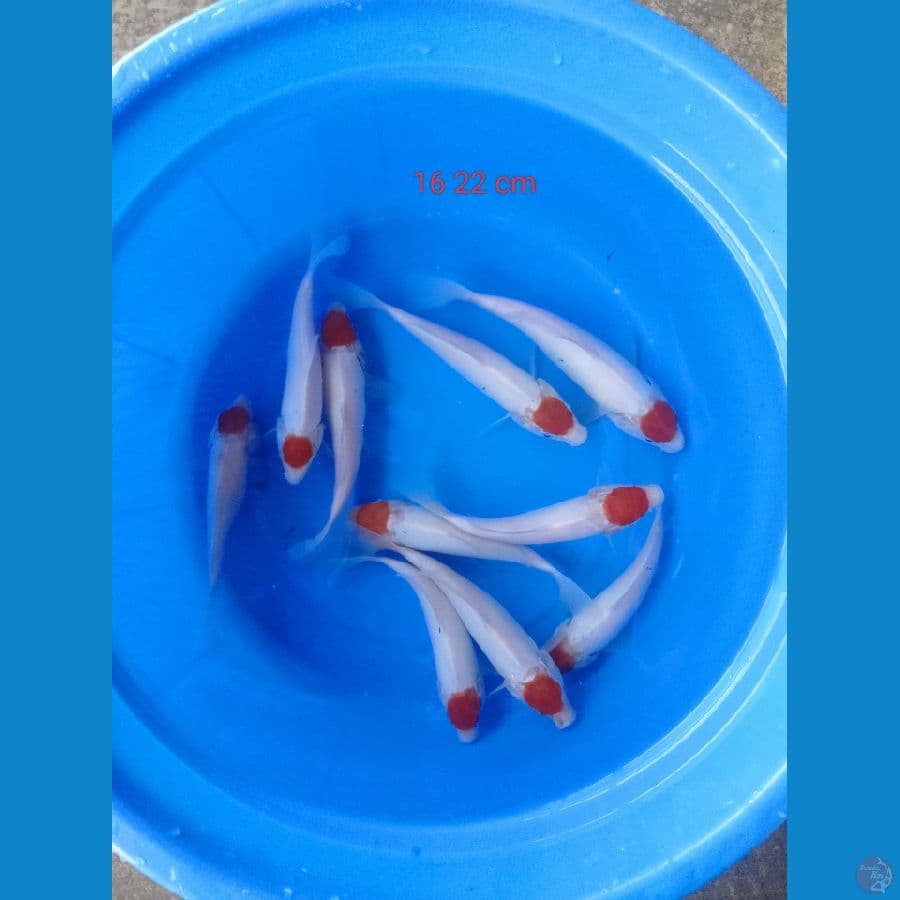 Tanco kohaku 16 ,22 cm