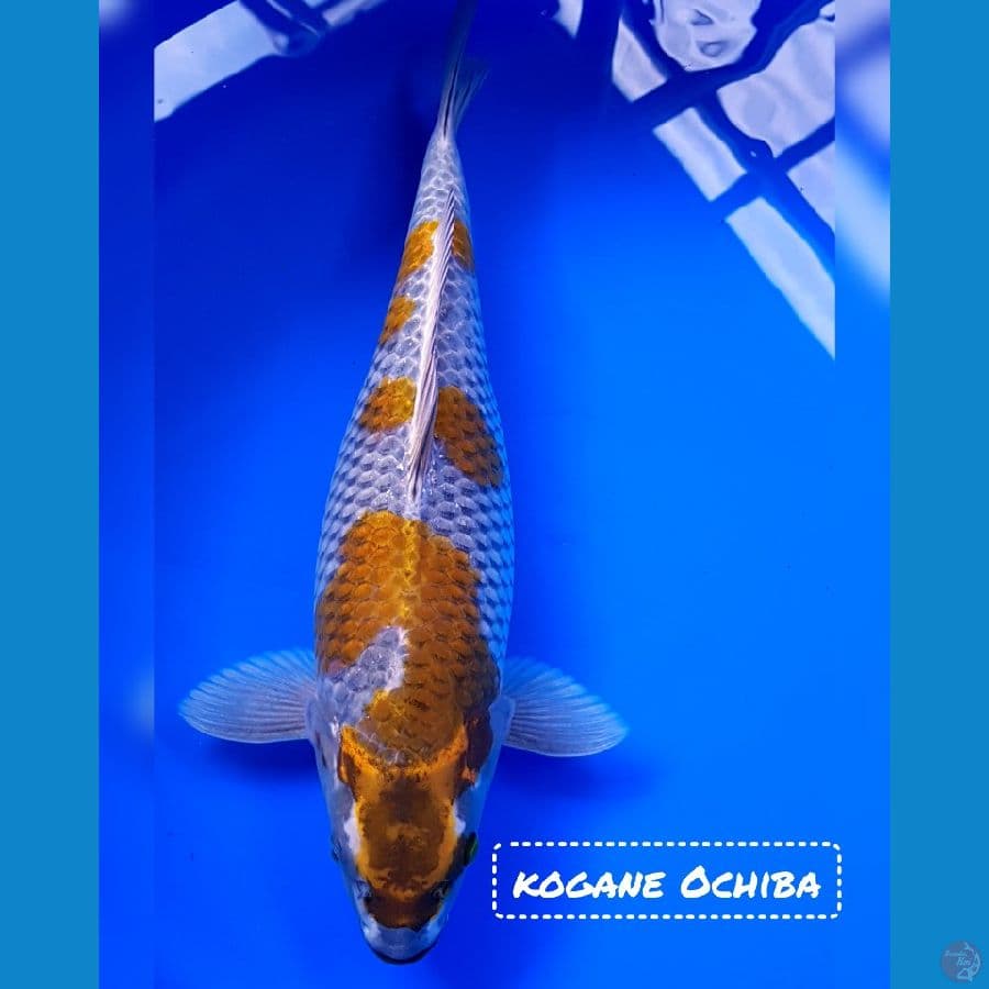 KOGANE 43CM