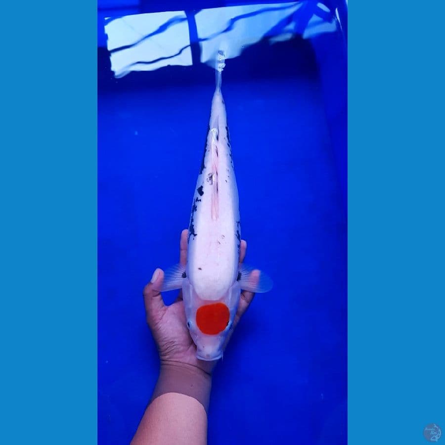Tancho Benikumon 38cm