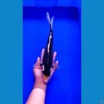 Black Hajiro 2 34cm