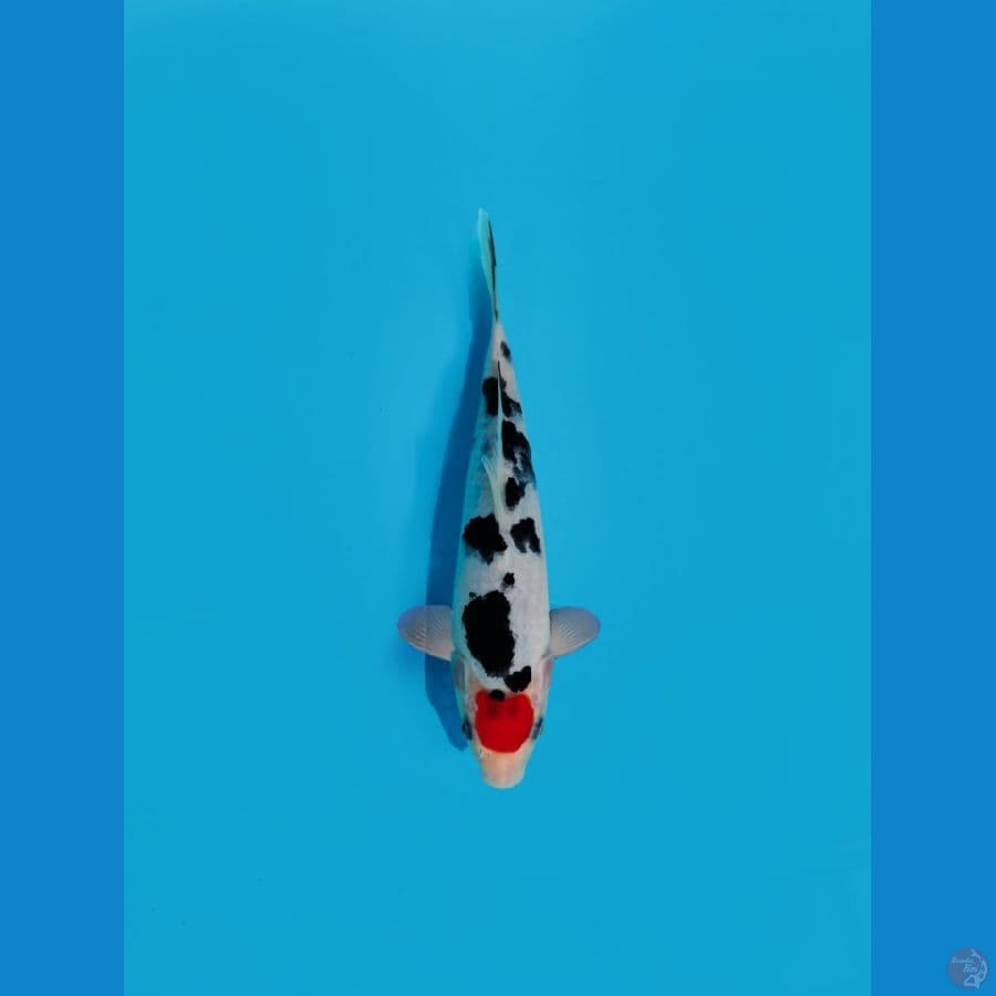 tancho +-20 cm