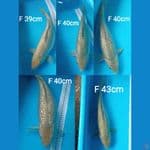 SURAGOI GINRIN GINUK" 39-43cm