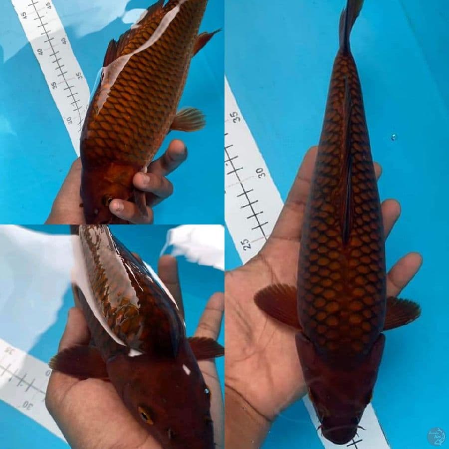 chagoi punuk