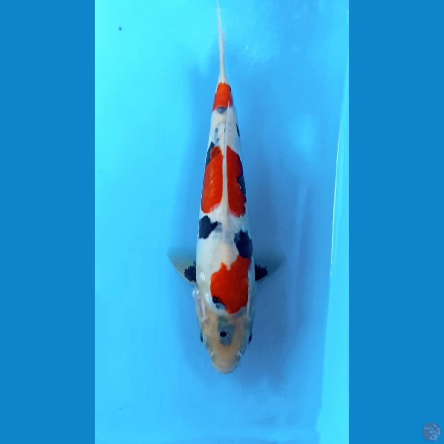 Showa doit 28cm male 