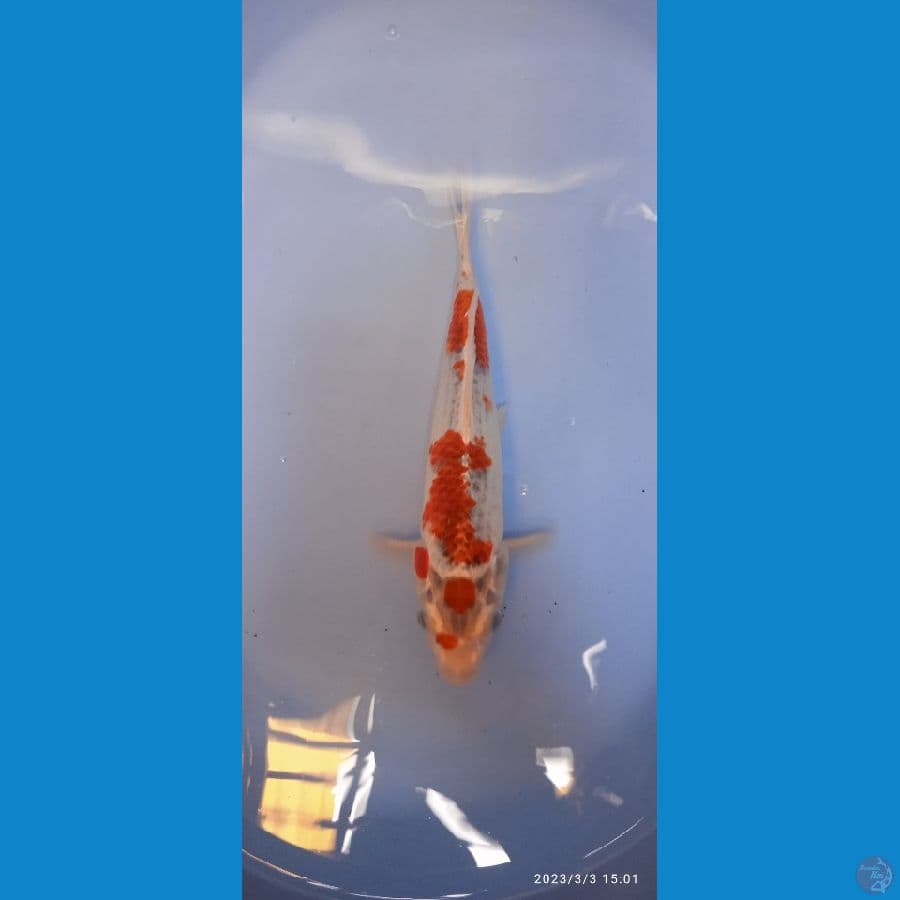 MARUTEN GHOSIKI 27cm