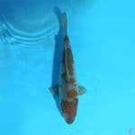 Ochiba 27 cm female