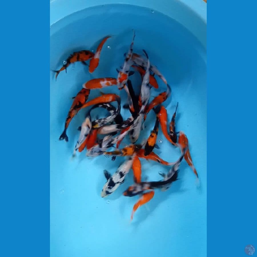 Mix koi 30.Ekor 10.15.Cm ikan Minus 