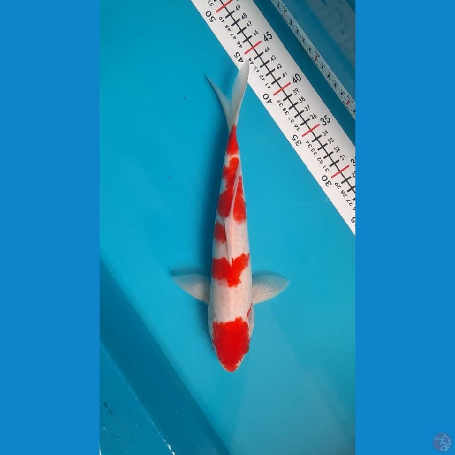 kohaku