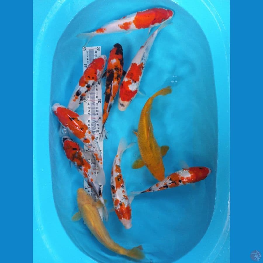 mix koi 10ekor  25-30cm 