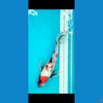 Kumpay Showa 40cm