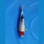 Hoshi 01 Tancho Showa 38cm / Male