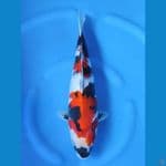 NOZOMI 01. Showa Sanshoku HQ 45cm/Fm