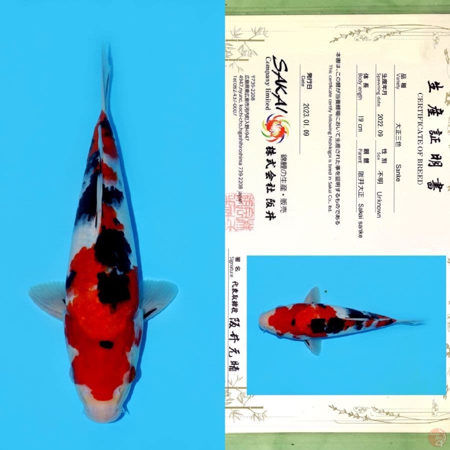 SAKAI SANKE HQ 27CM