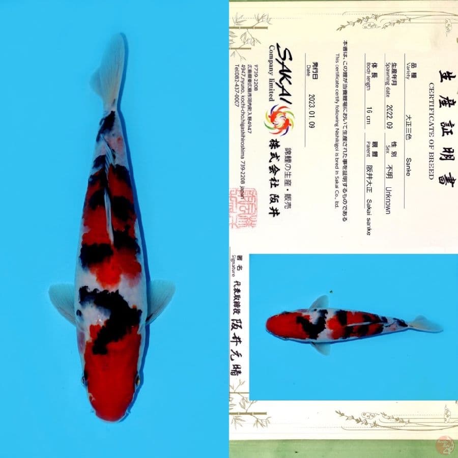 SAKAI SANKE HQ 24CM