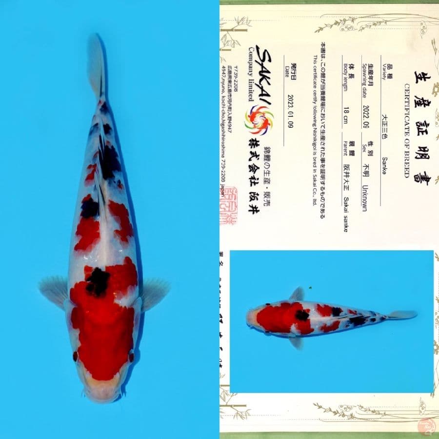 SAKAI SANKE HQ 26CM
