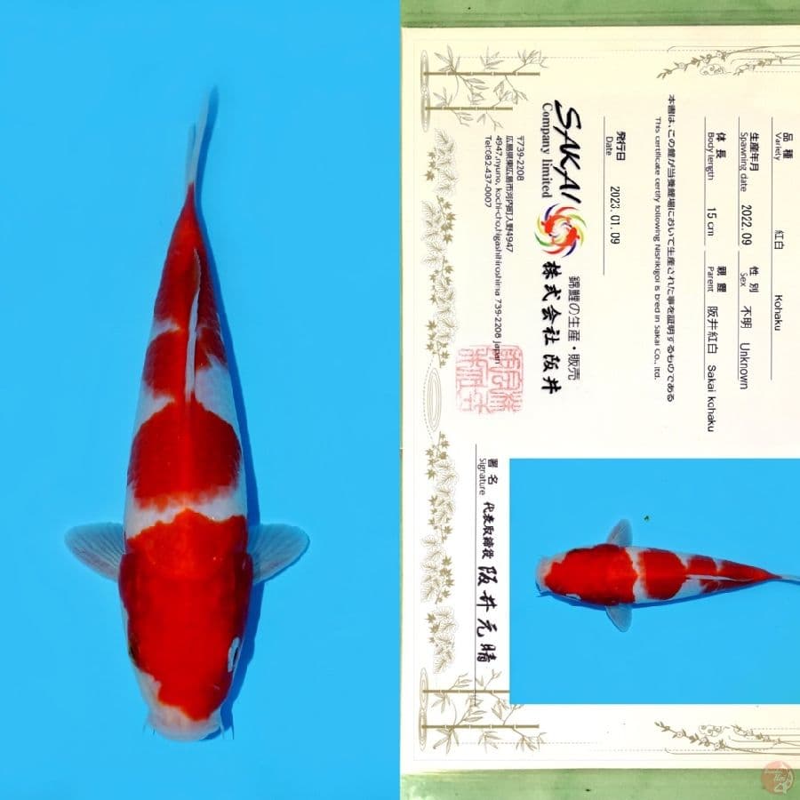 SAKAI KOHAKU HQ 23CM