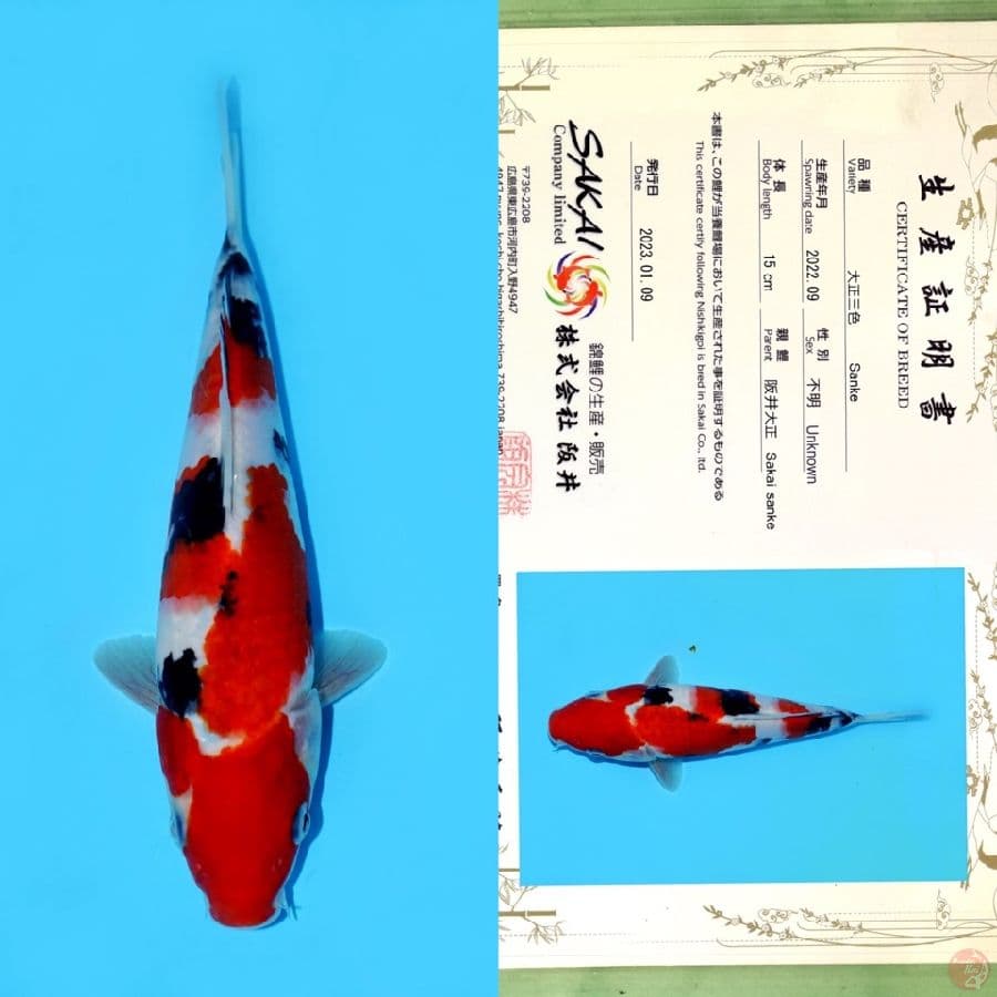 SAKAI SANKE HQ 23CM