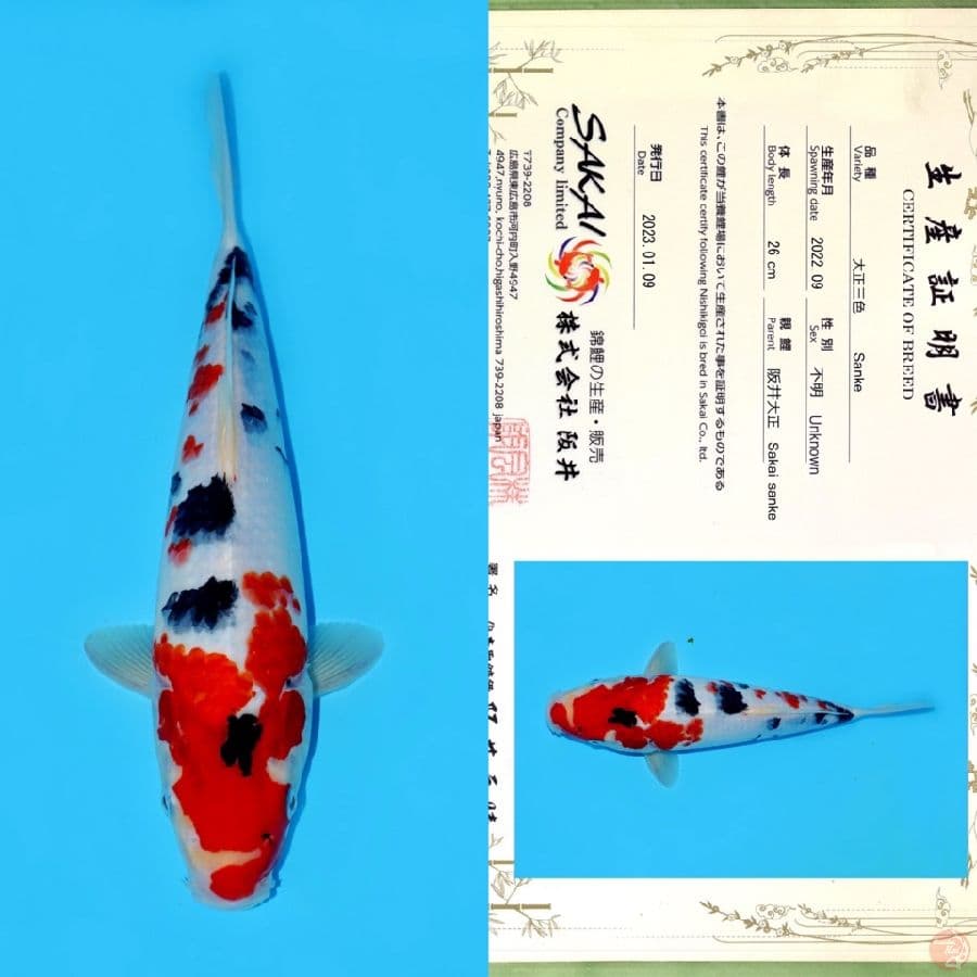 SAKAI SANKE HQ 34CM