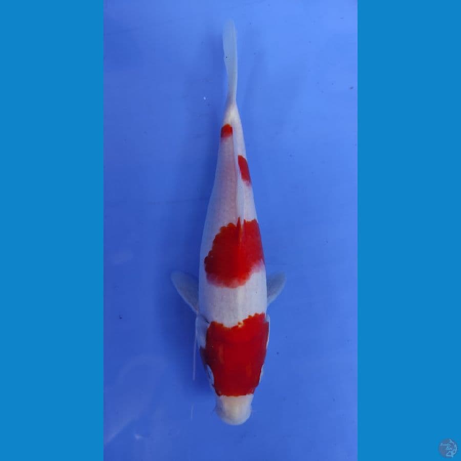 maruten kohaku 19cm