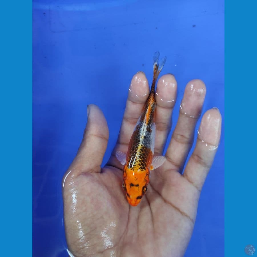 13cm
