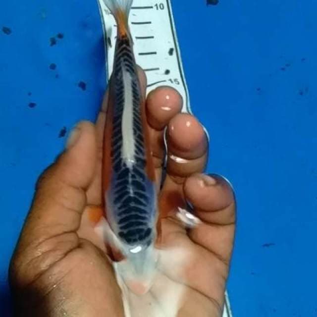 Baby shuzui f1 ring jos