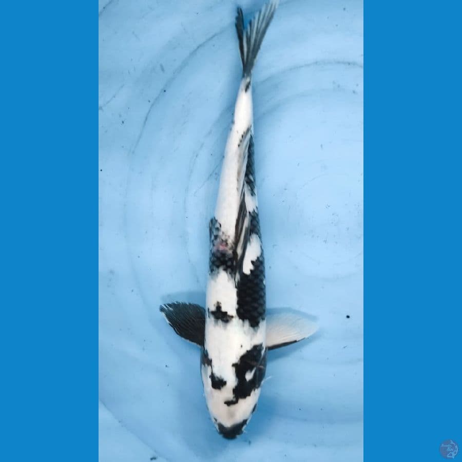 shiro jantan putih bersih 45cm