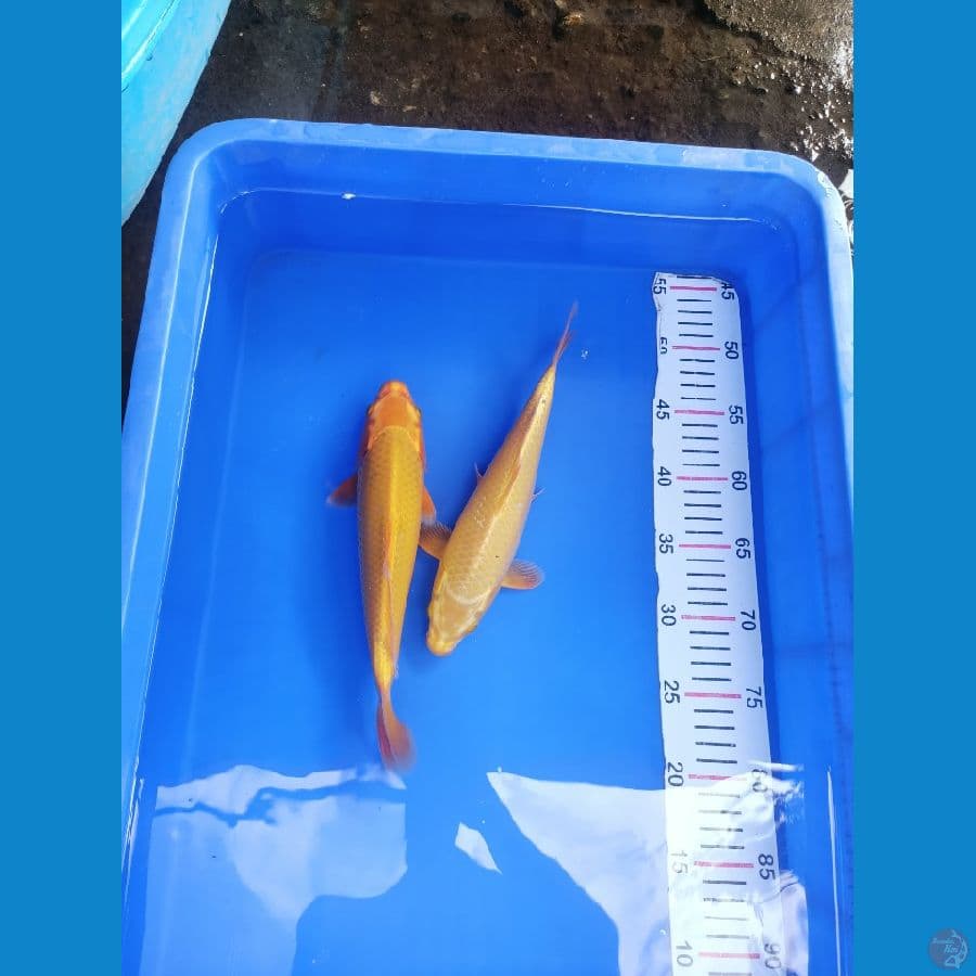 mukasi gold 25 cm