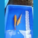 mukasi gold 25 cm