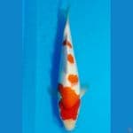 HQ Kohaku 60BU Serty
